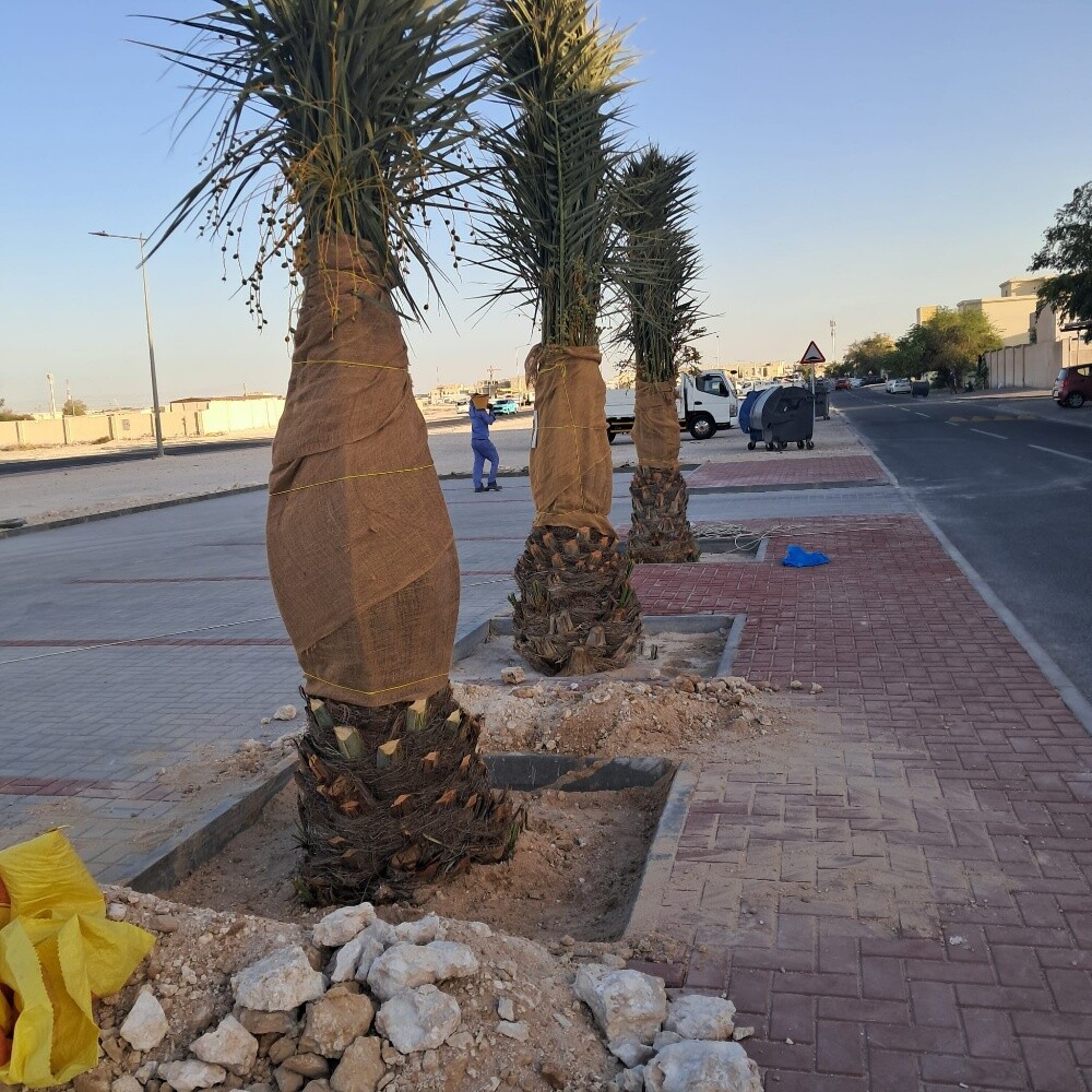 النخل - 3