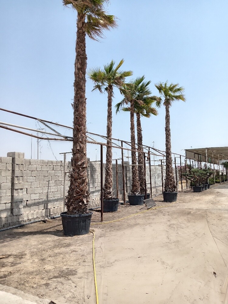 زراعه وديكور - 2