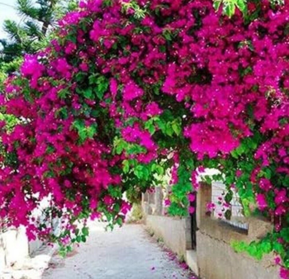 العنايه باالحدائق - 6