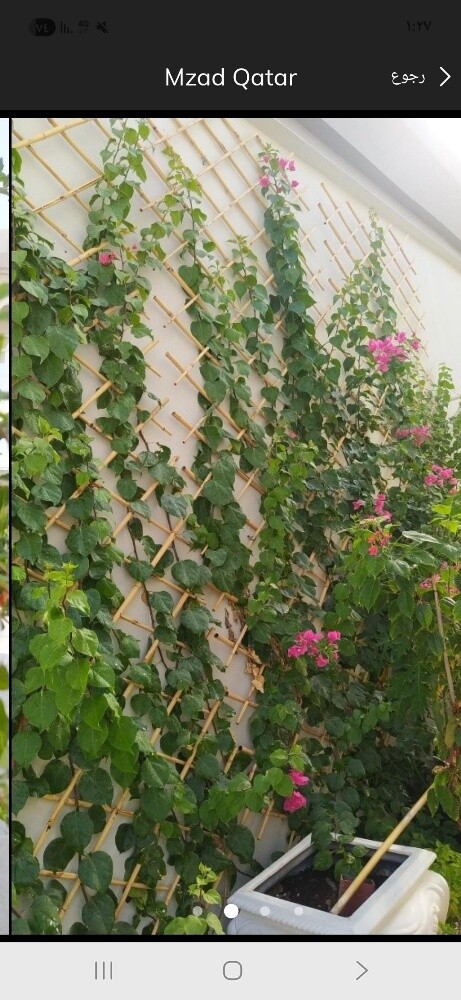 العنايه باالحدائق - 3