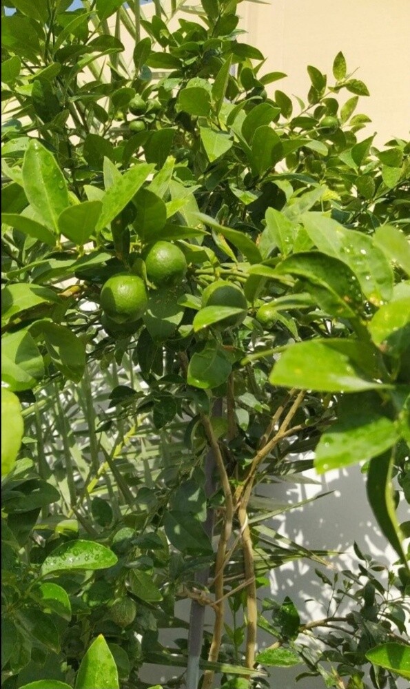 العنايه باالحدائق - 1