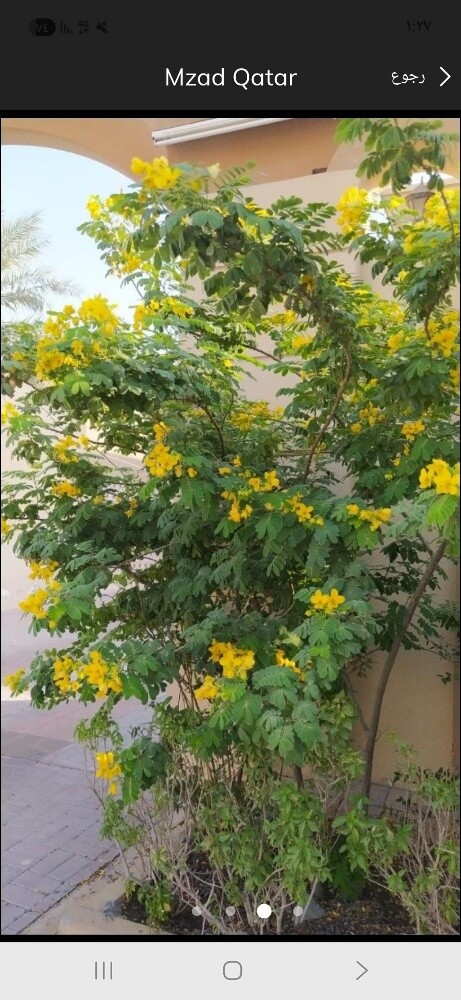 العنايه باالحدائق - 8
