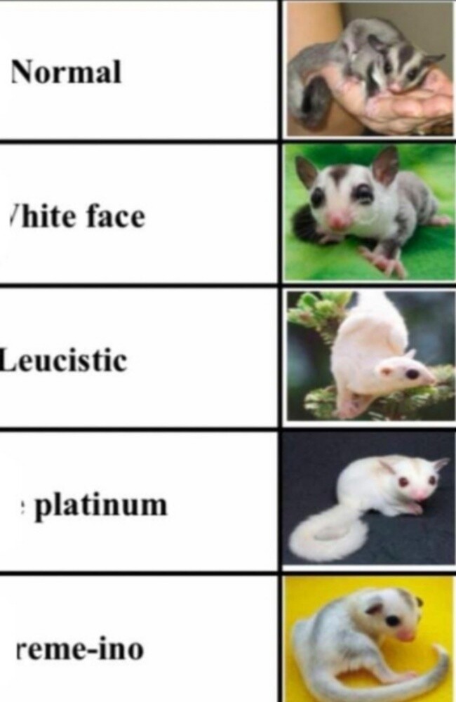 sugar glider - 1
