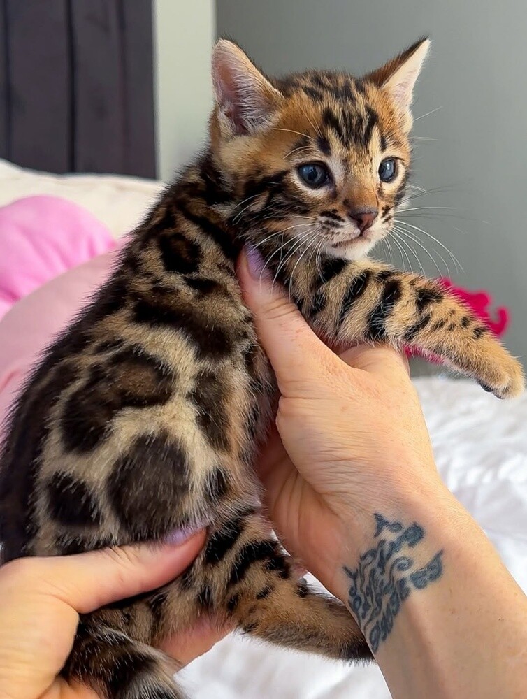 Bengal Kittens 55873920 - 3