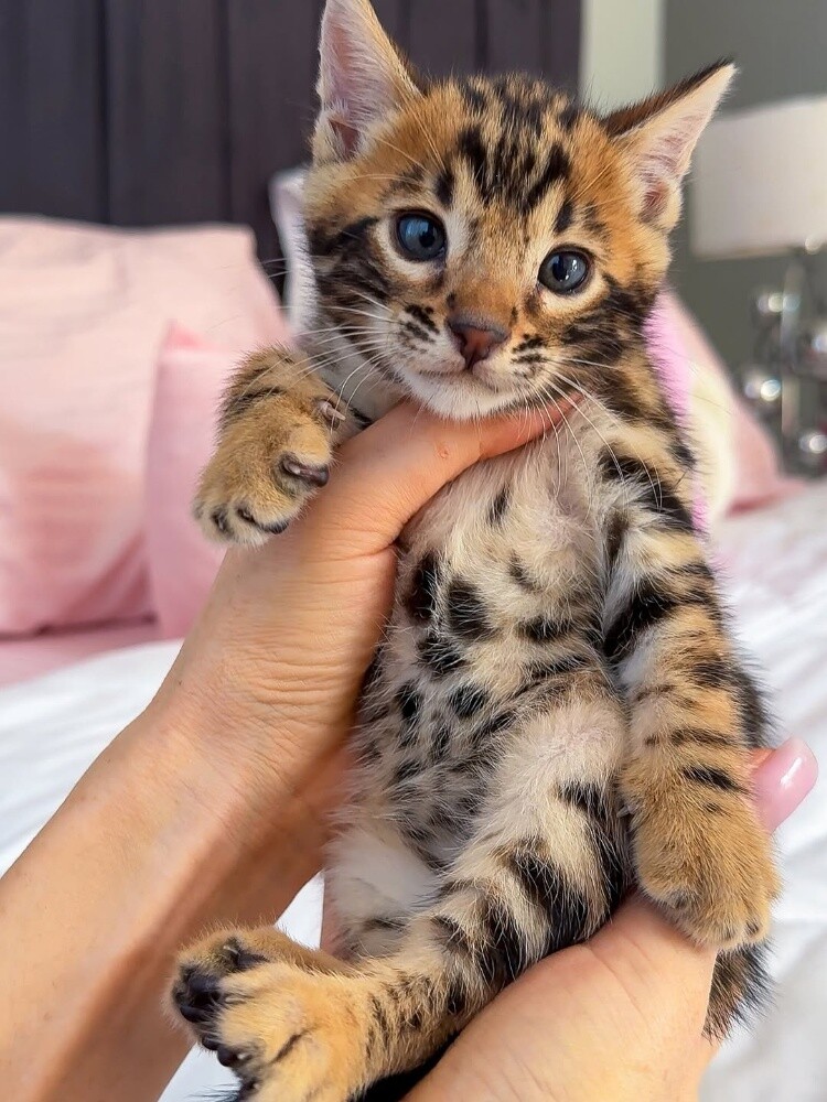 Bengal Kittens 55873920 - 4