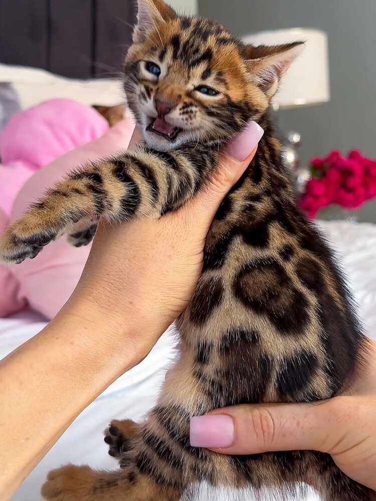 Bengal Kittens 55873920 - 2