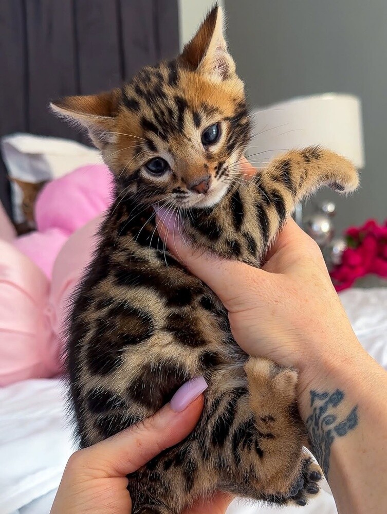Bengal Kittens 55873920 - 1