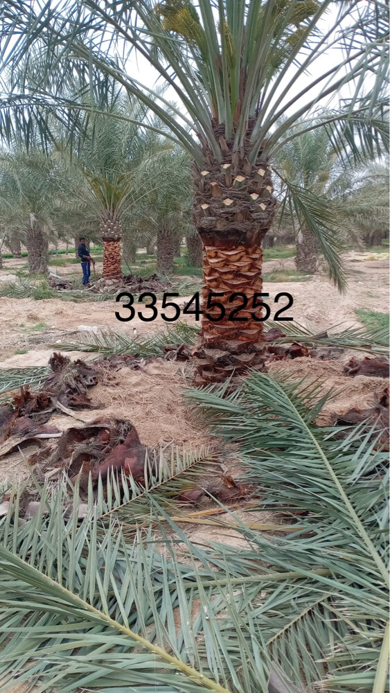 نخل للبيع - 5