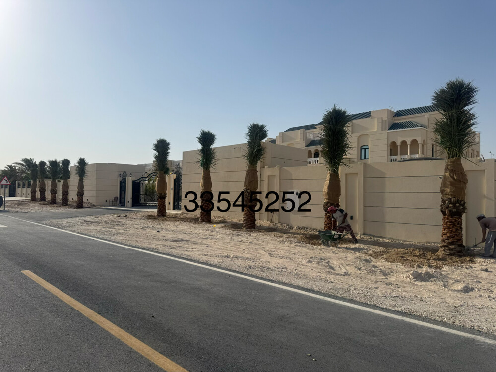 نخل للبيع - 3