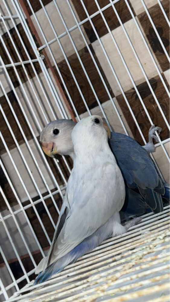 love bird  - 3