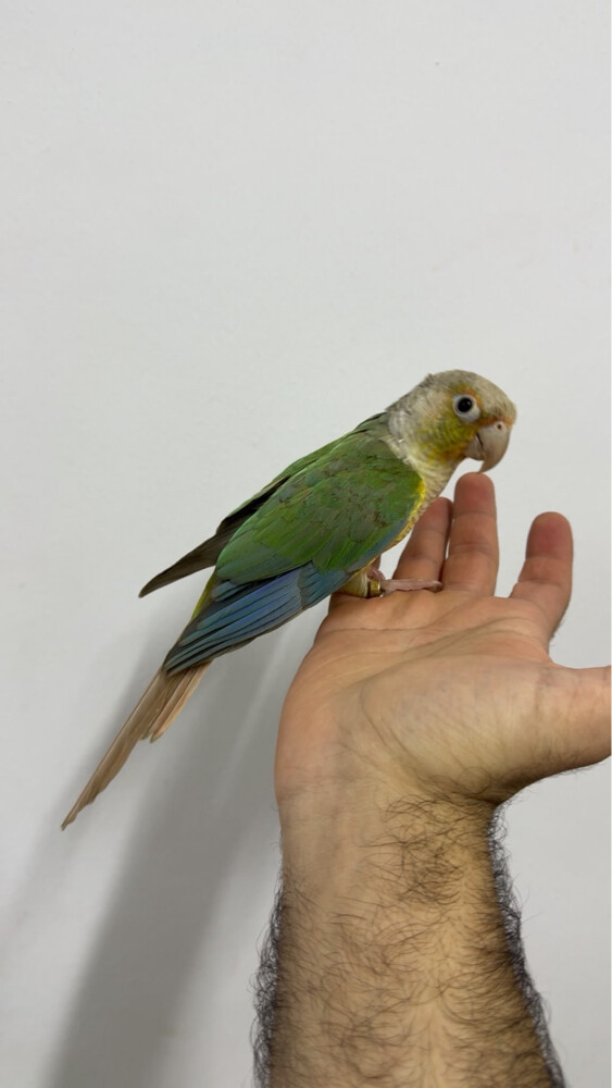 pineapple conure - 1