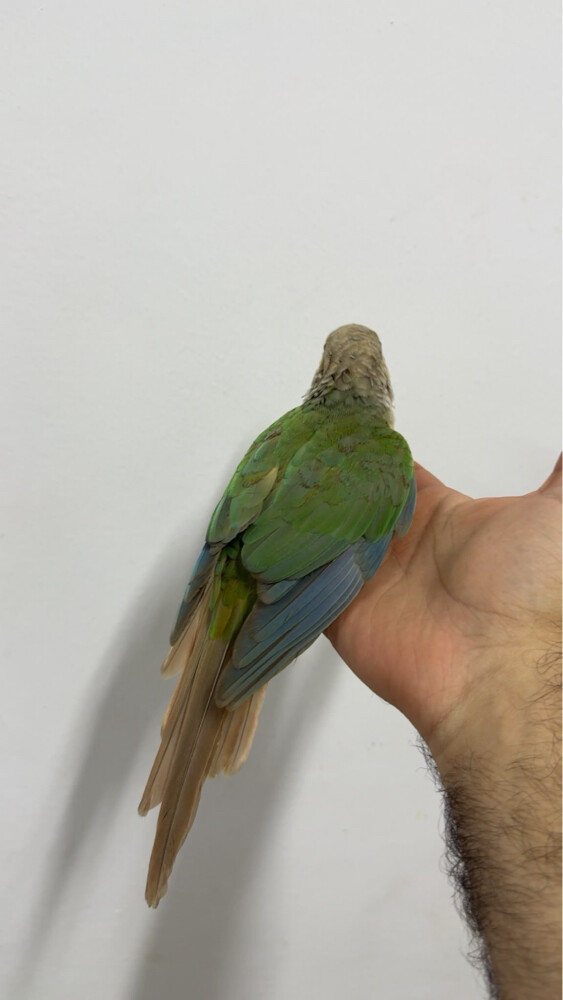 pineapple conure - 2