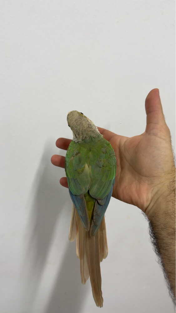 pineapple conure - 3