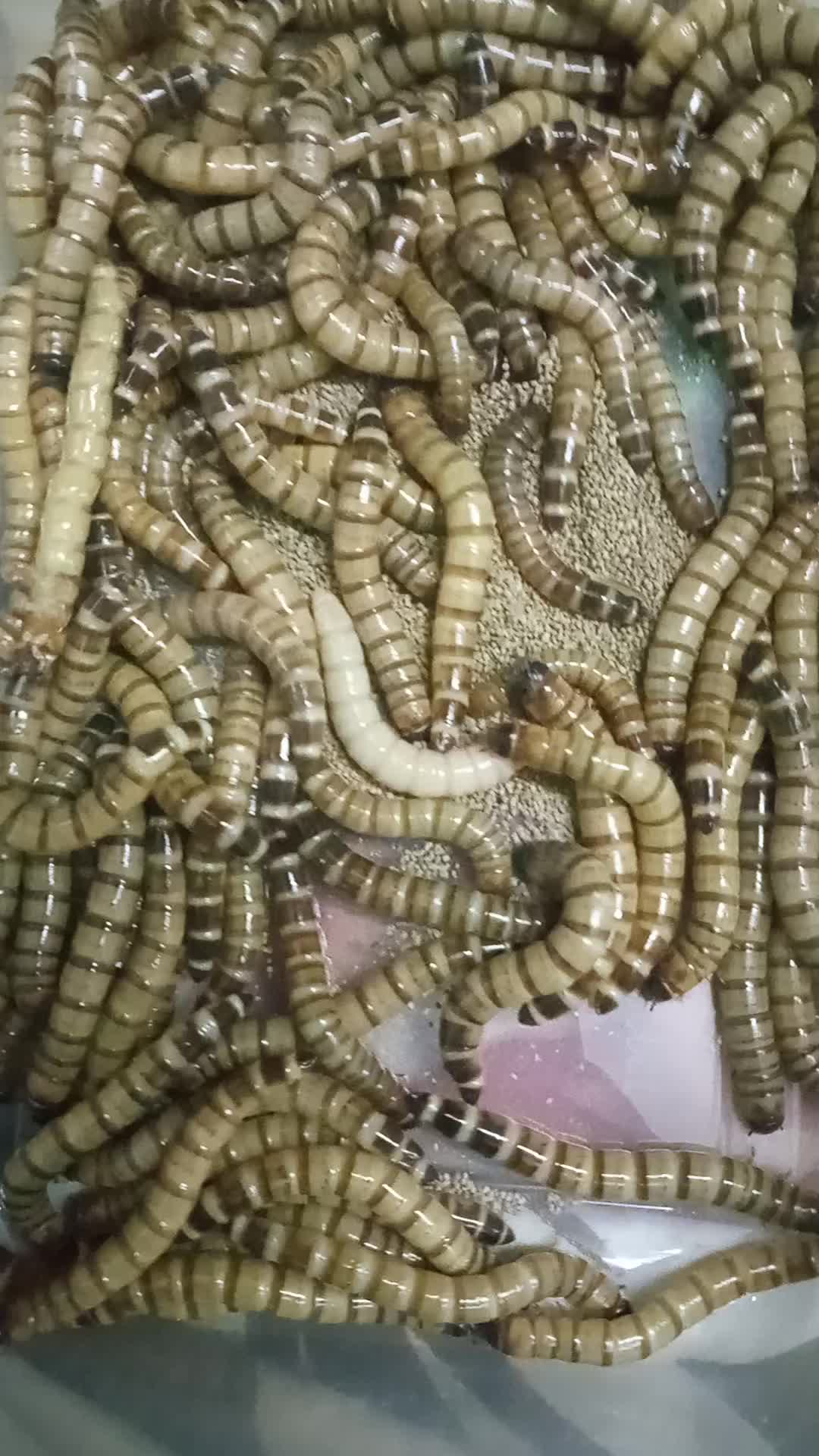 Alive Big Superworms - 1