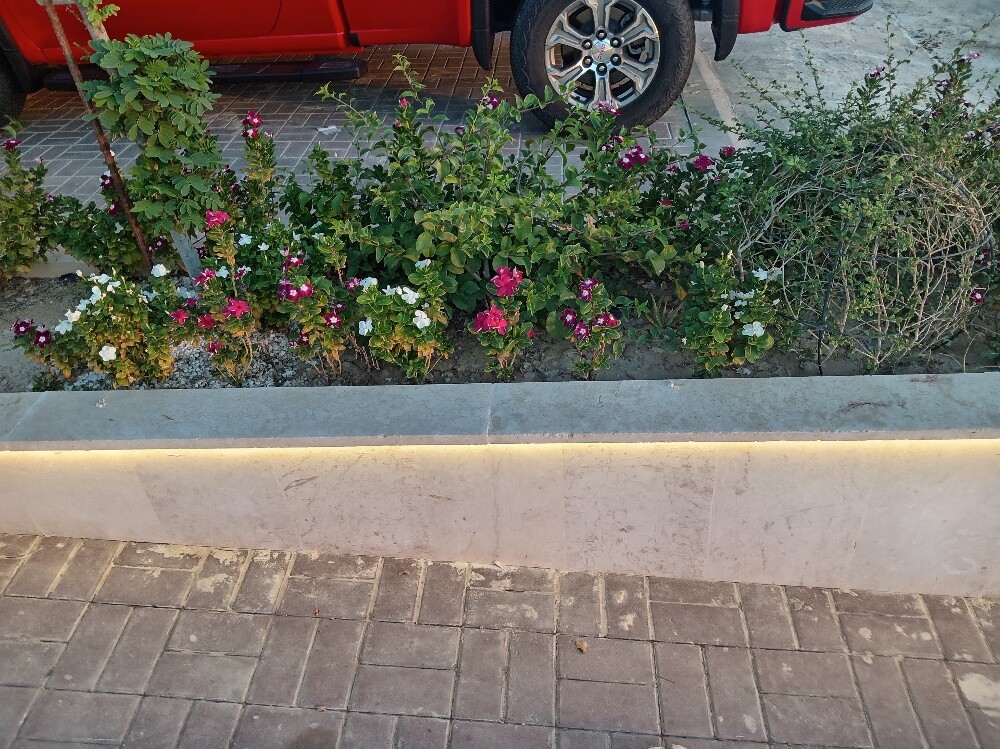 زراعه وديكور - 2