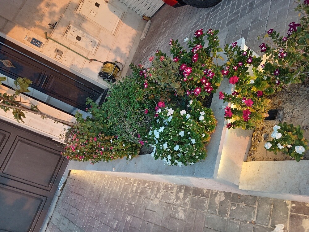 زراعه وديكور - 1