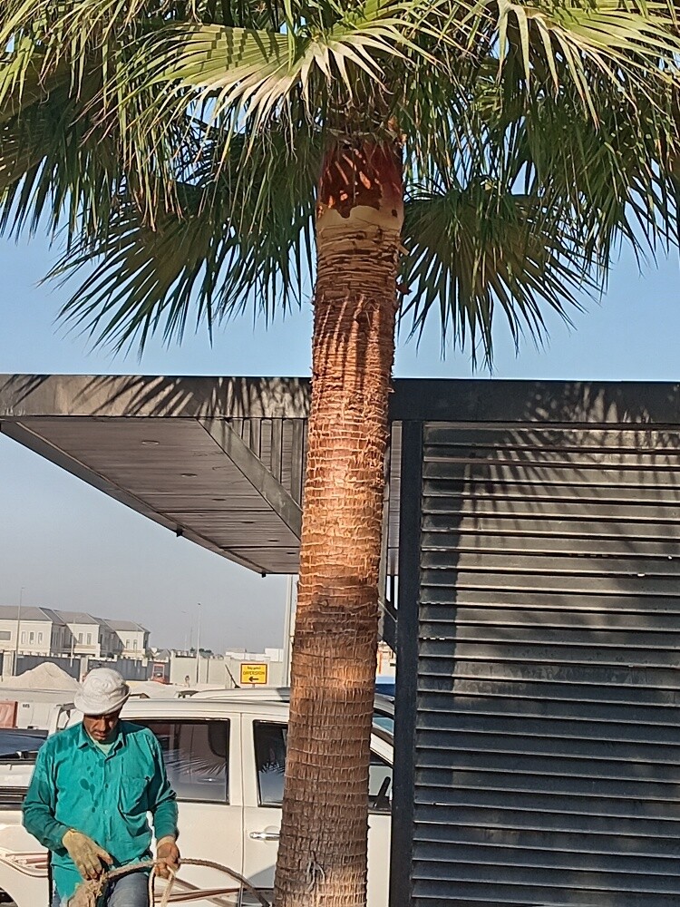 زراعه وديكور - 3