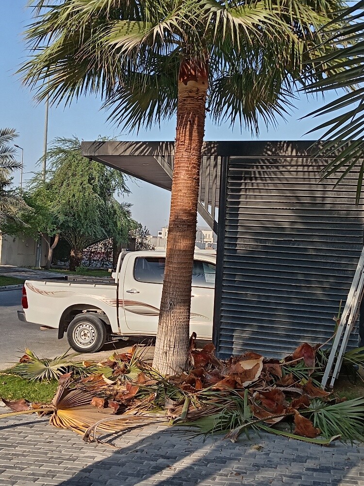 زراعه وديكور - 1