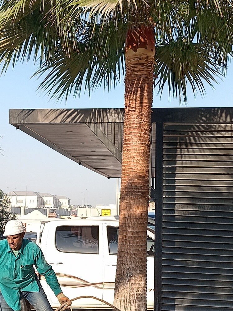 زراعه وديكور - 2