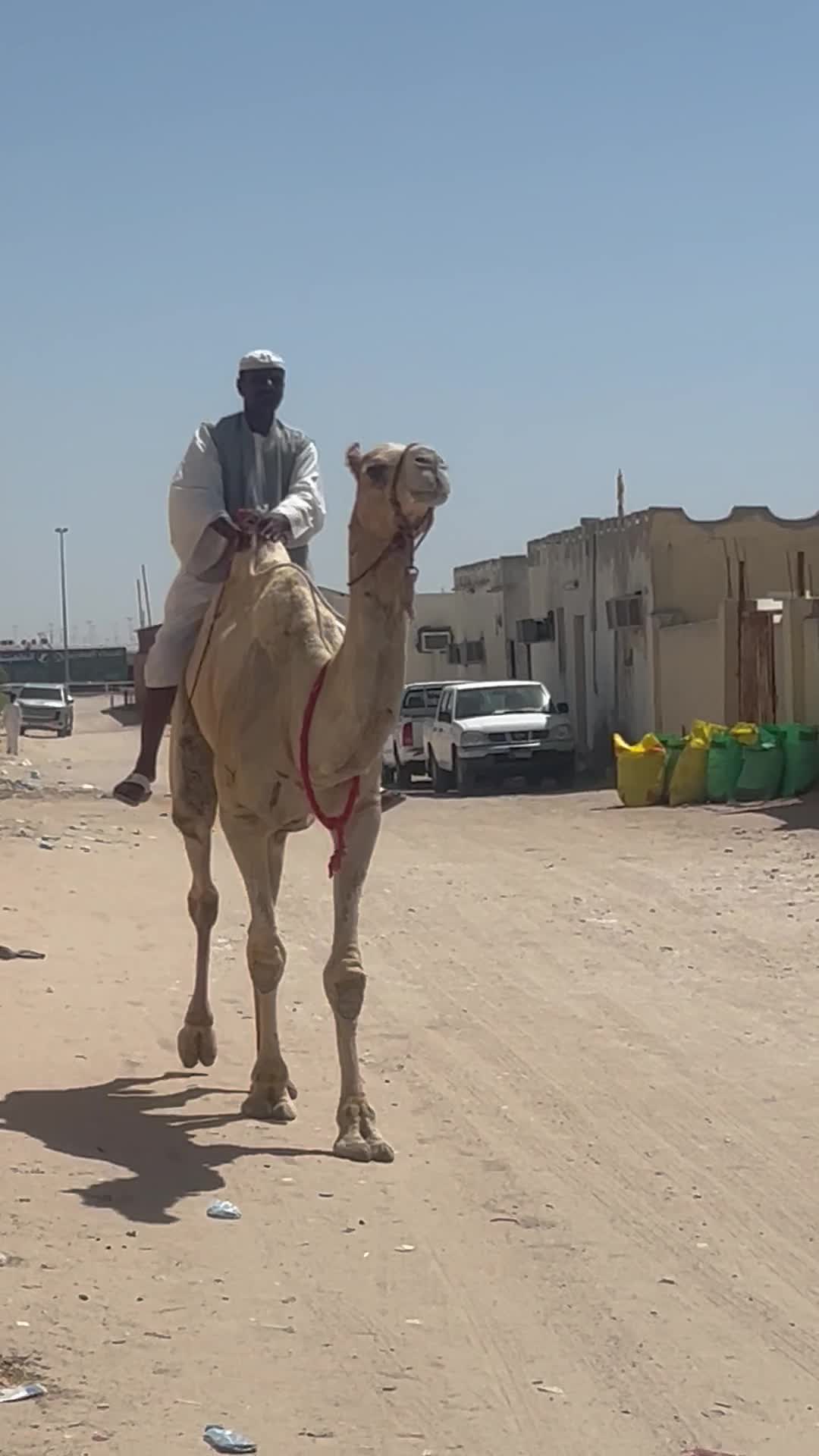 للبيع قليصه طبيعي  - 1