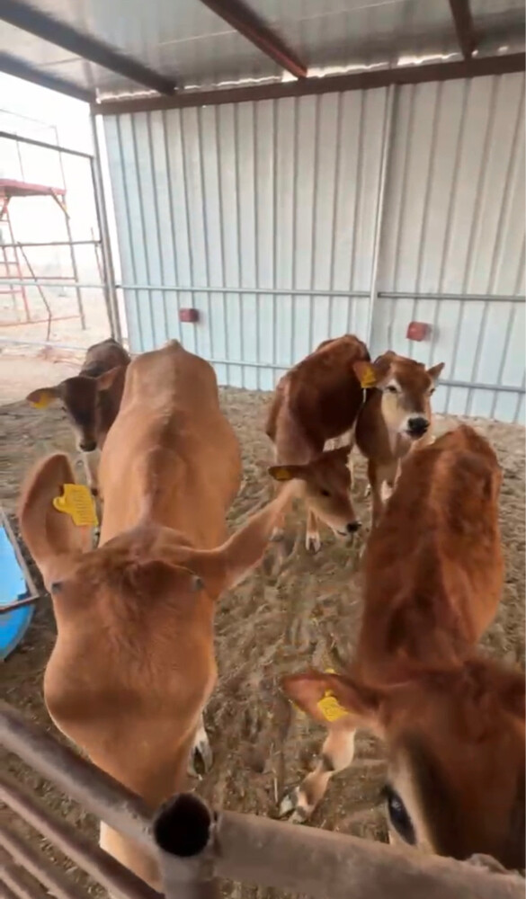 Cows for sale - 1