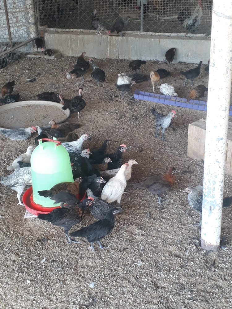  chicken & ferri - 1