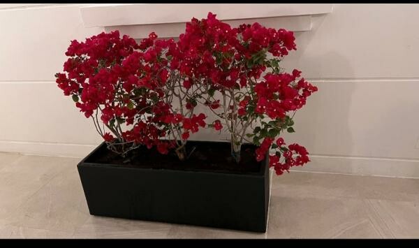 Professional Landscape Design & Env - 13