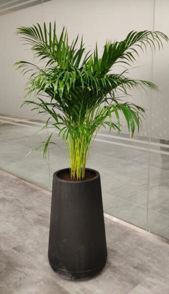 Professional Landscape Design & Env - 7