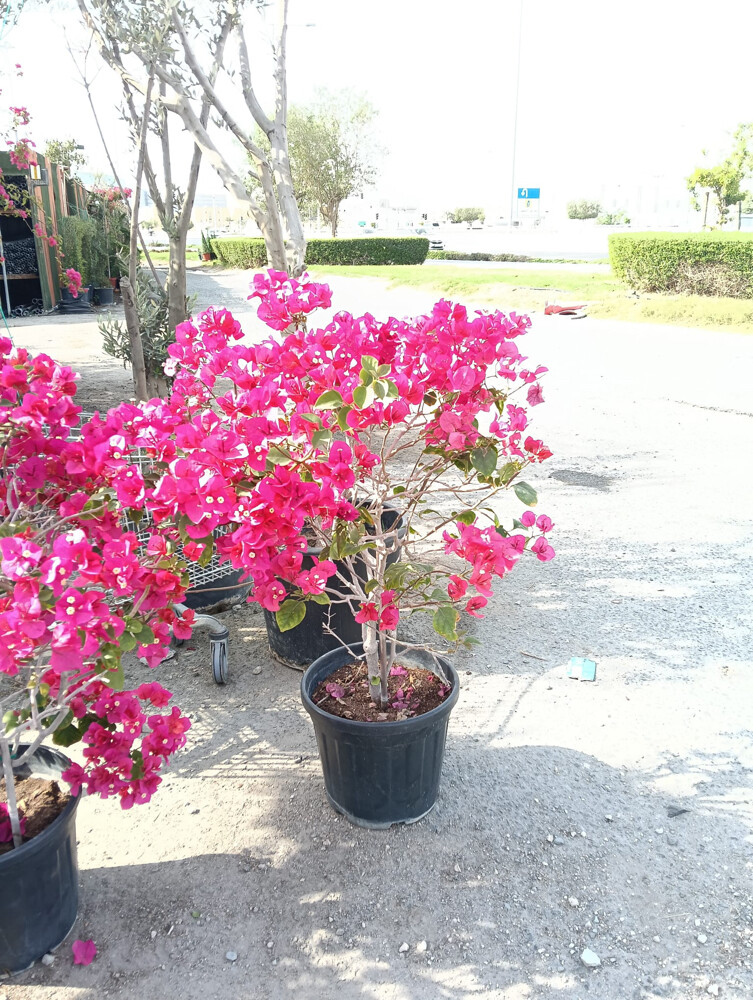 احواض الزراعه الجاهزه  - 6
