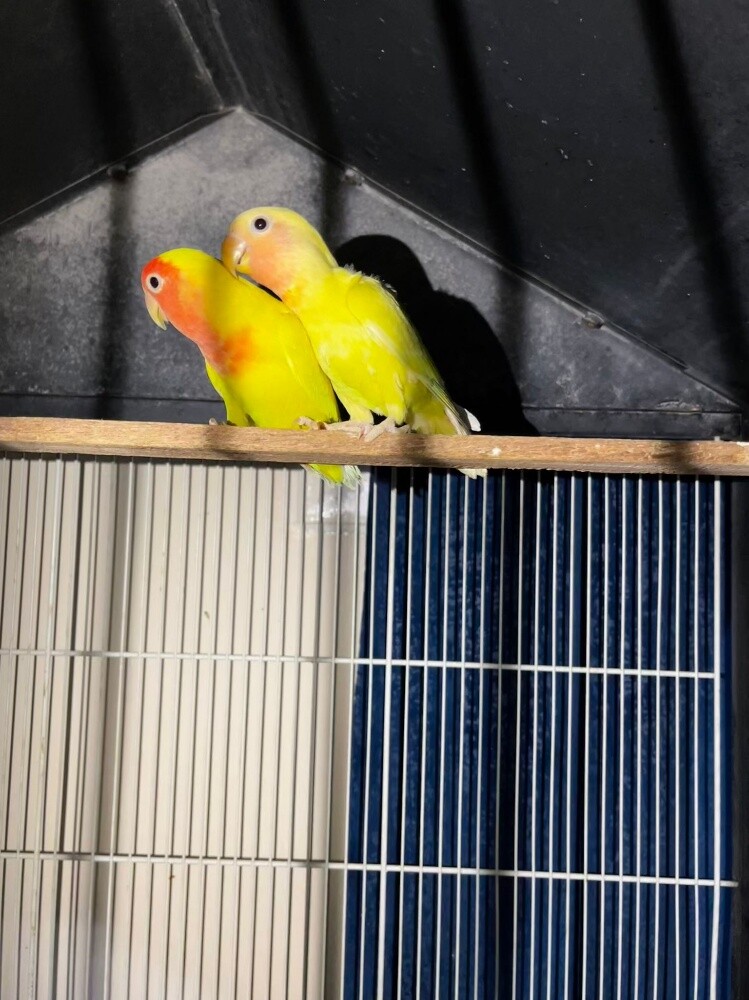 A male and a female Rosy with chick - 1
