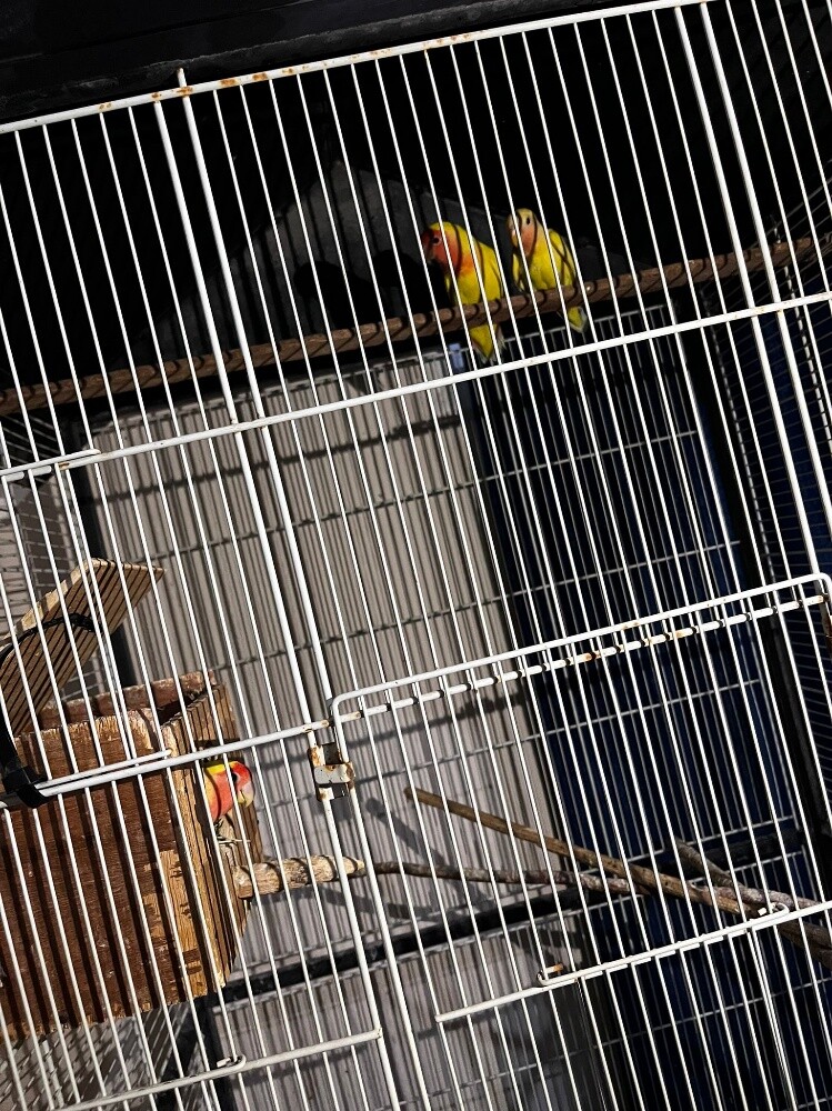 A male and a female Rosy with chick - 2