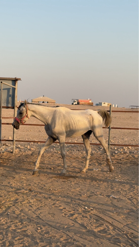 حصان عربي  للبيع - 3