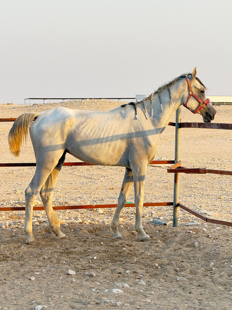 حصان عربي  للبيع - 2
