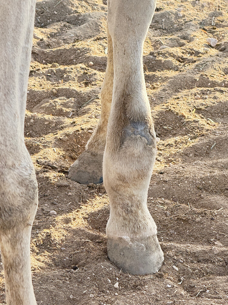 حصان عربي  للبيع - 4