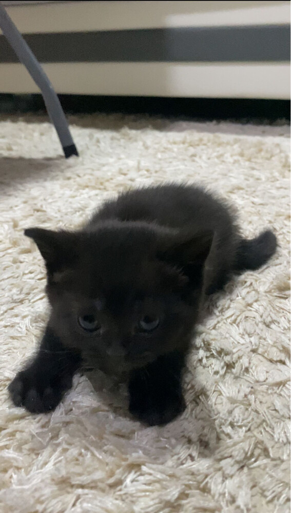 Scottish Cat Female - 2