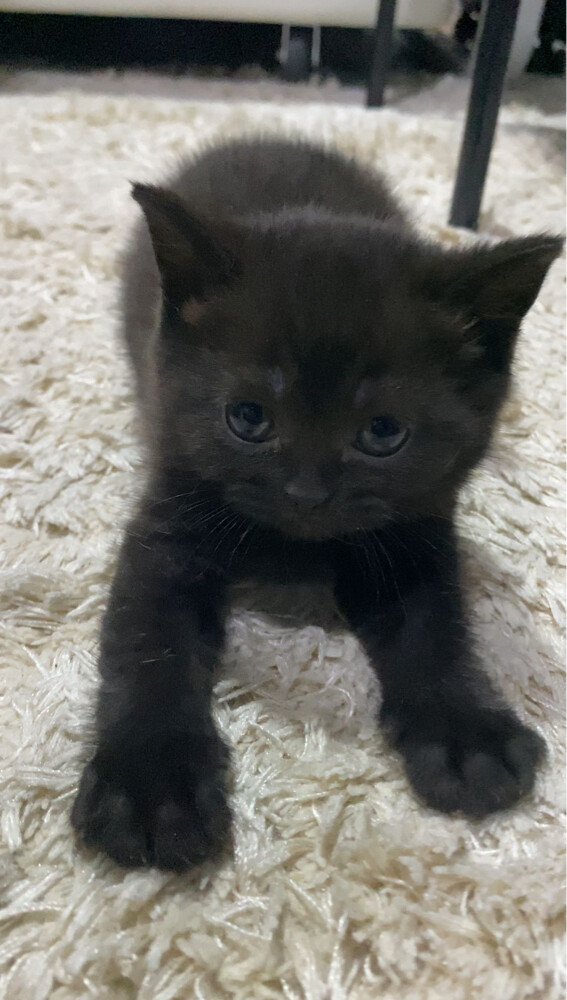 Scottish Cat Female - 1