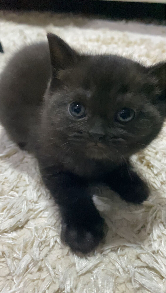 Scottish Cat Female - 3