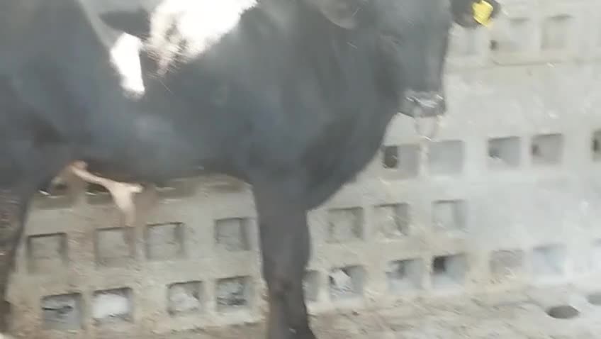 HOLSTEIN CALF - 1