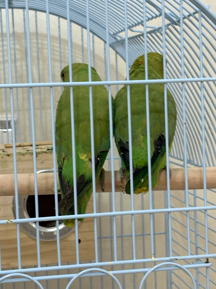بيع - 4