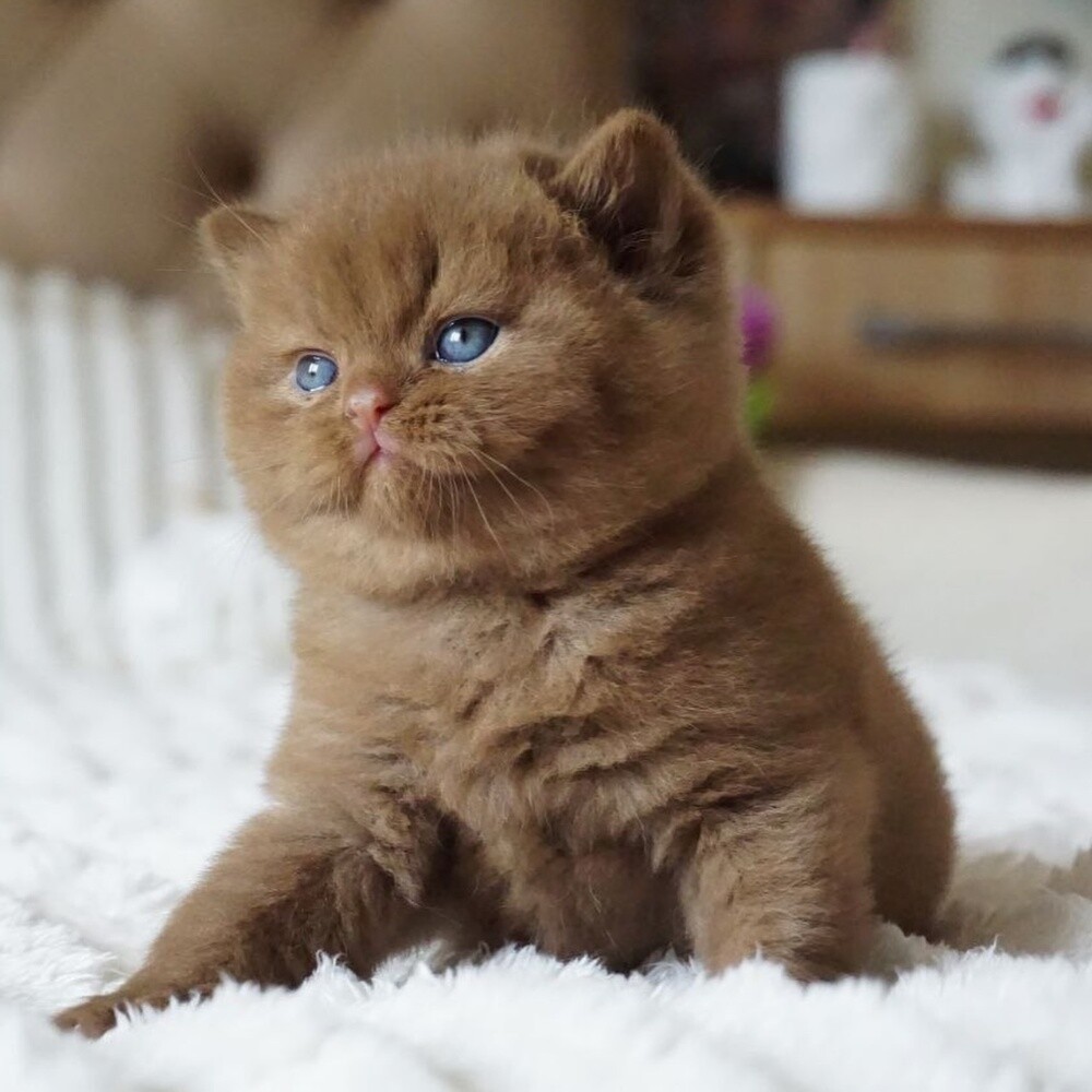 British shorthair Kitten - 3
