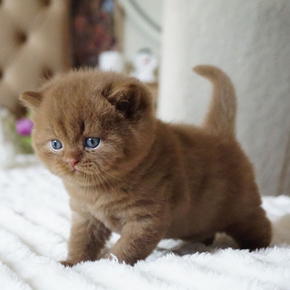 British shorthair Kitten - 2