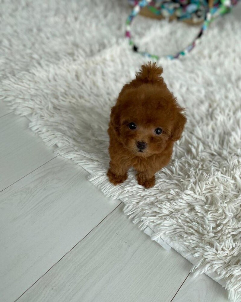 Toy Poodle Puppy - 1