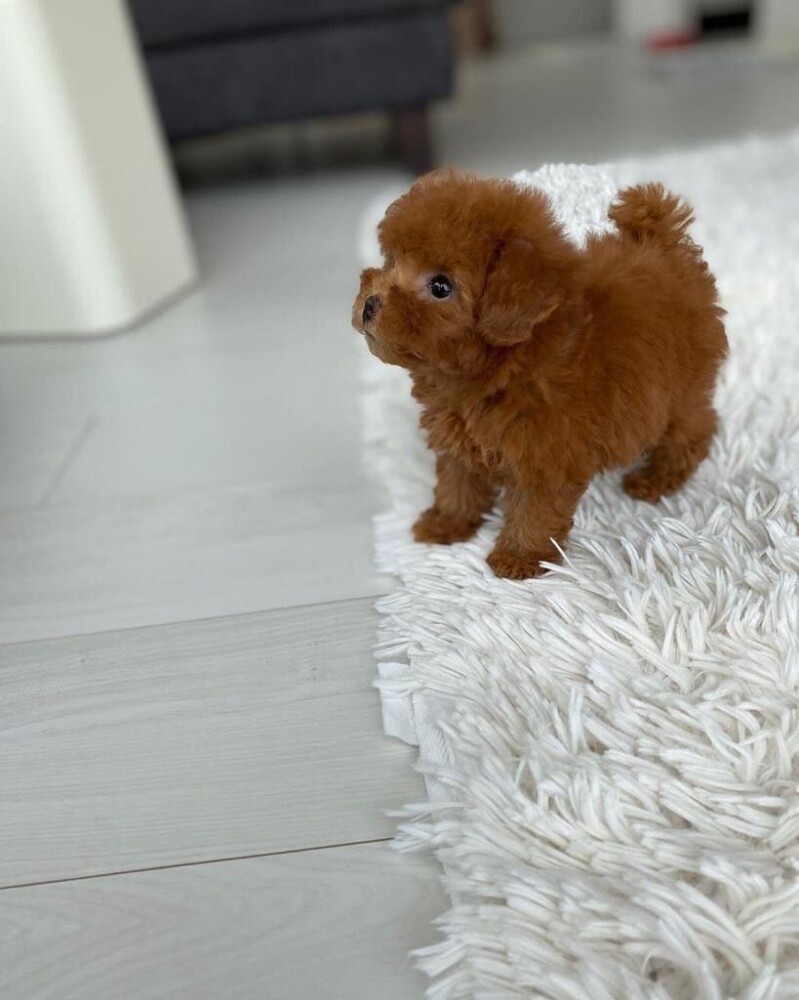 Toy Poodle Puppy - 2