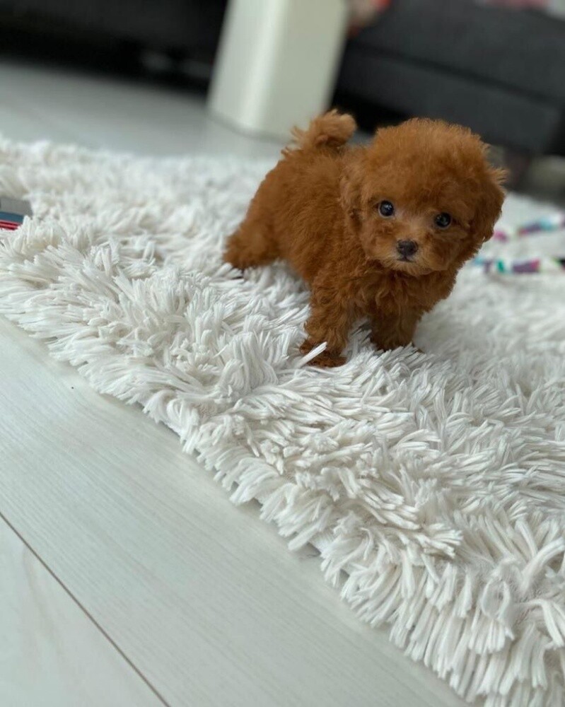 Toy Poodle Puppy - 3