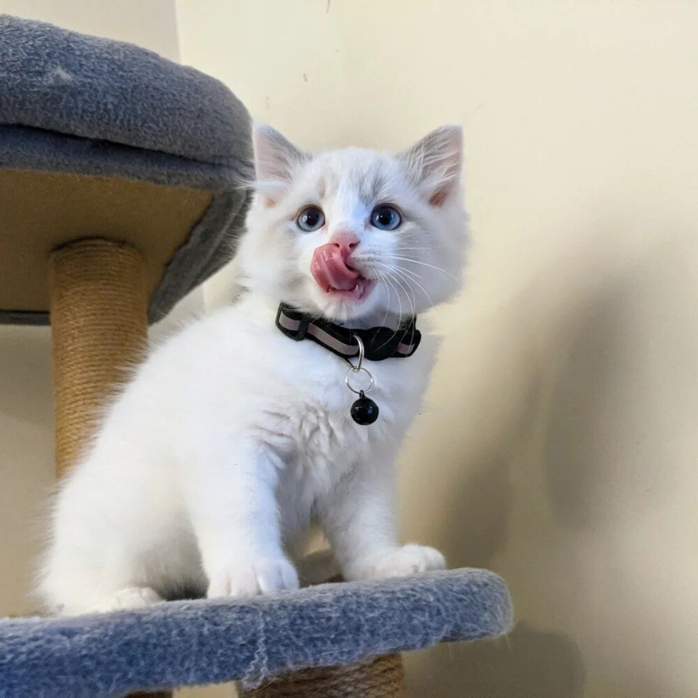 Ragdoll Kitten - 4