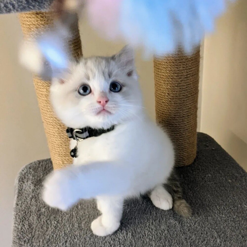 Ragdoll Kitten - 1