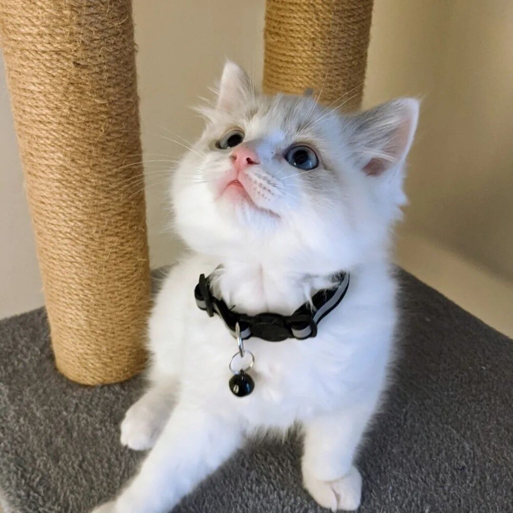 Ragdoll Kitten - 2