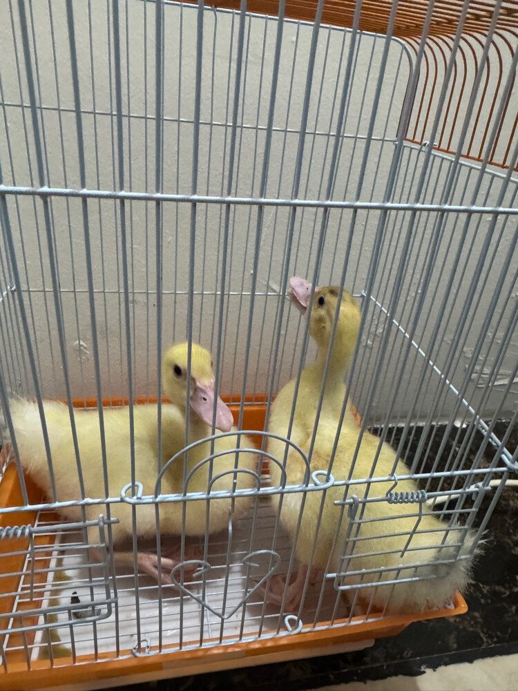 ducks and cages - 1