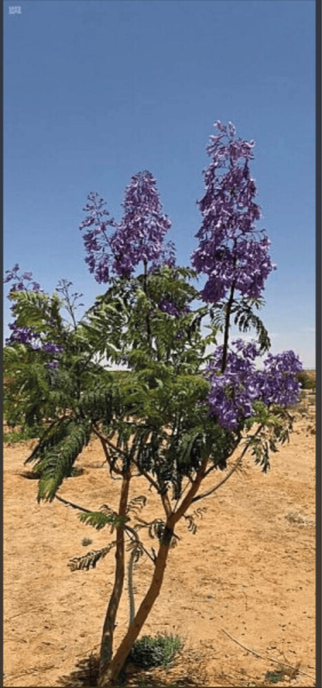 Jacaranda tree - 2