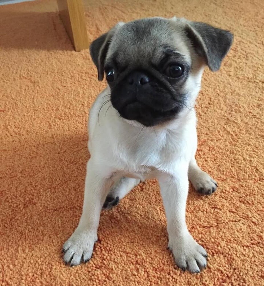 Pug Puppy - 2
